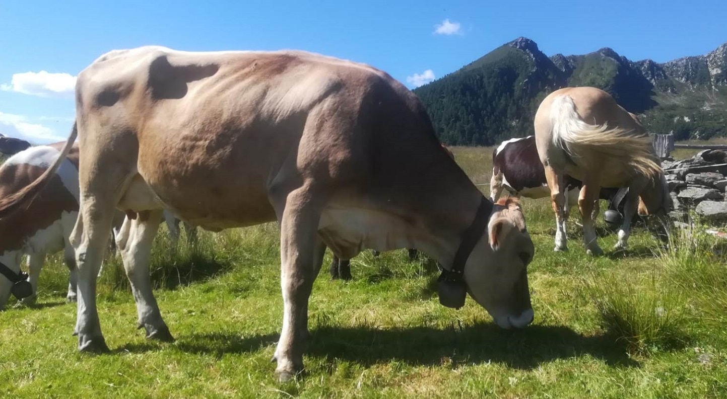 Mucche al pascolo negli Alpeggi di Valtellina