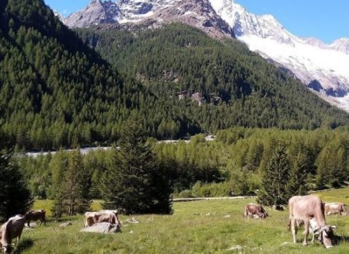 Pascolo in Valtellina
